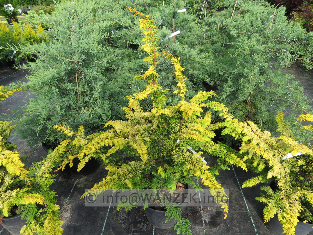 Chamaecyparis obtusa Rashahiba 04.JPG